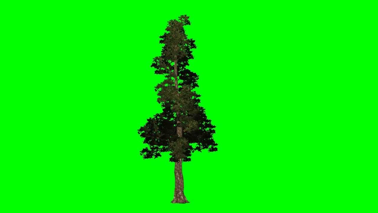 tree green screen douglas 1 - background green and blue - free ...