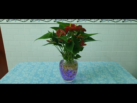 Video: Anthurium (Anthurium) Hoa Hồng Hạc, Trồng Tại Nhà