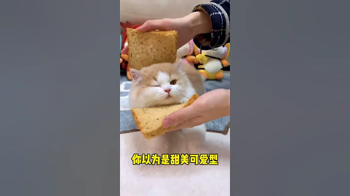 【小奶猫成长记】原来喵星人也存在声音和长相不匹配的现象 - 天天要闻