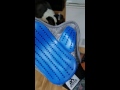 Video Image