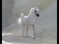 Arabian horse in desert