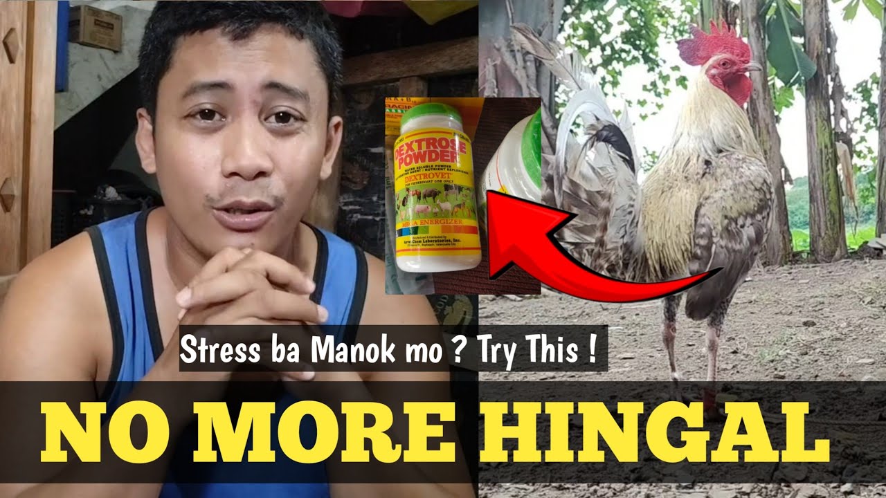 Paraan upang hindi Hingalin ang Manok | Linyada ng Mamay