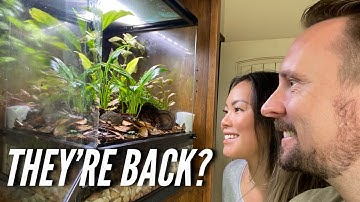Adding New Poisonous Dart frogs to a bioactive Vivarium! | Jay Wilson
