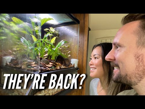 Adding New Poisonous Dart frogs to a bioactive Vivarium! | Jay Wilson