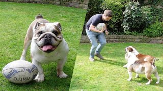 What Happens When You Take On Two English Bulldogs in a Game of Rugby?