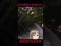 【 Apex 】神グレASMR【 参加型やってます 】 #shorts #apex