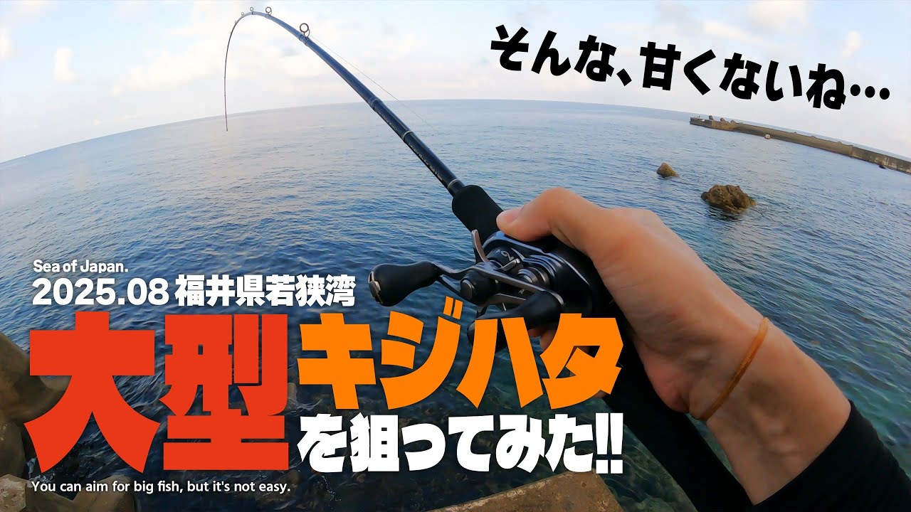 福井県若狭湾で大型キジハタを狙ってみたら…