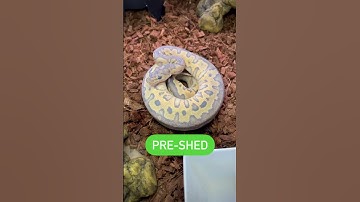 PRE SHED VS POST SHED HYPO CLOWN BALL PYTHON #ballpython #reptiles #snake #pets #animals #shorts