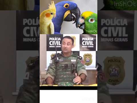 PODE CRIAR PASSARO NO BRASIL ? #bird #passaros #coleirosolto #papacapim #aves #coleiro #trincaferro