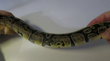 Classic BP Morphs - Red Stripe