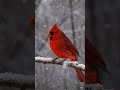 🇺🇸 “A flash of red in the frozen wild… America’s winter beauty in one frame. ❤️❄️🐦”