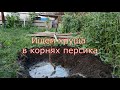 Ищем хруща в корнях персика