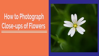 How to Photograph Close-ups of Flowers screenshot 2