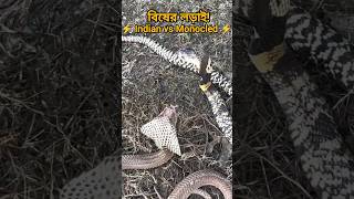 বিষের শক্তিতে কে এগিয়ে? Indian Cobra vs Monocled Cobra | Venom Power Battle! 🐍🔥
