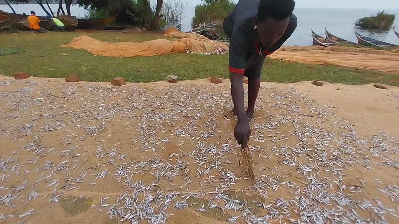 A lady shuffles through her fresh Omena fish drying on the Shores of Lake Victoria at Bumbe Beach.