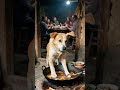 小狗闻到锅里有毒，拯救了一家人A little dog saved a family by smelling the poison in the pot.