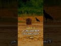 قد يكــــرهونك لانك تعيش رجاال حـــر لا تريد انـــ تعيش مذلول مثلهم 