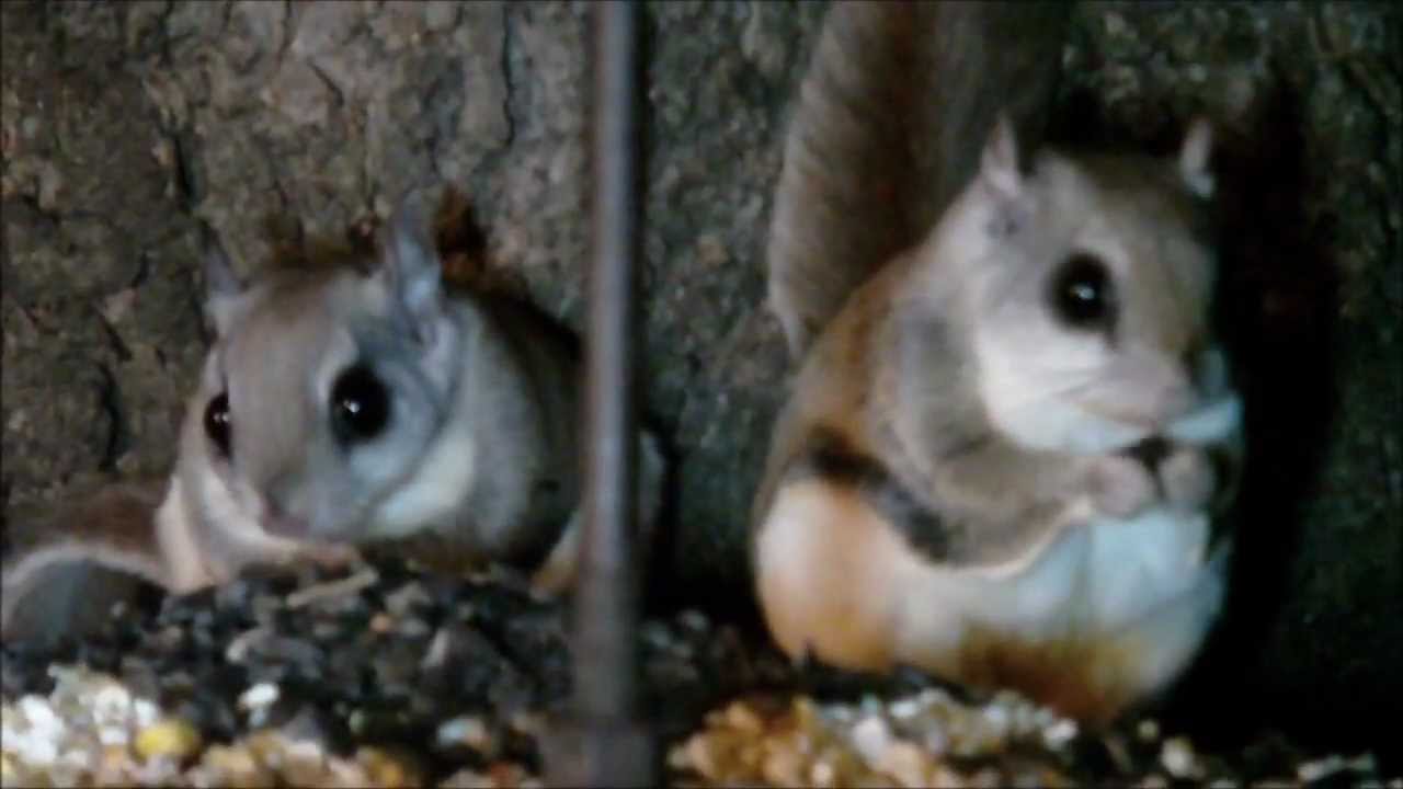 2 Flying Squirrels in my Backyard ~ Bellingham Massachusetts