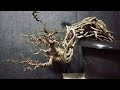 55 inspirasi bonsai exspose root