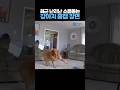 최근 난리난 소름돋는 강아지 홈캠 장면 ㄷㄷ 최근 난리난 소름돋는 강아지 홈캠 장면 ㄷㄷ