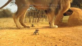 Compare The Meerkat - Coronation Street Advert 106
