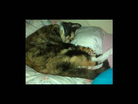 kawaii emoticons Sleeping Kitty High Five! -Cat Video