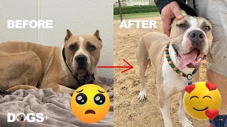 Cute Pit Bull Too Scared to Leave the Shelter Learns to Trust Again | DOGS+ by DOGS+ by Rocky Kanaka 1,112 views 2 years ago 3 minutes, 3 seconds
