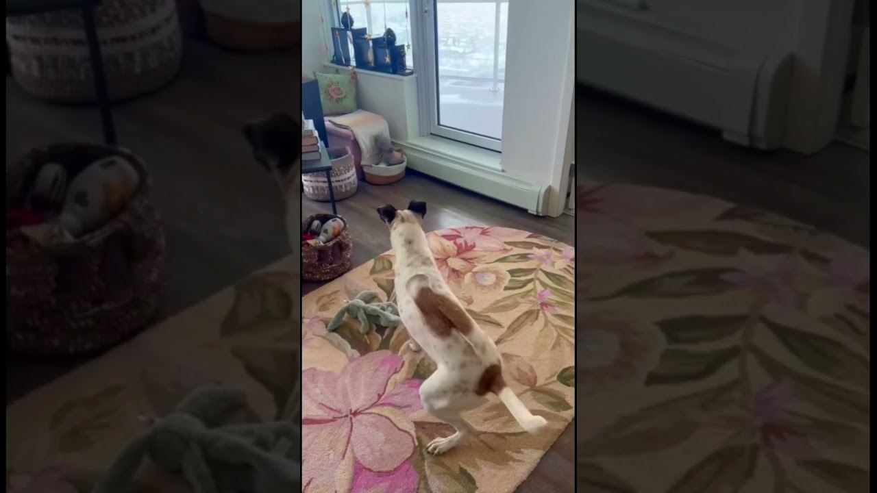 Apollo shoots a three pointer! #dogs #puppy #petsrule #funnydogs #dogvideos #funnypuppy #goodpup