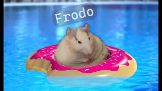 Rat Wishes You a Great Summer (His Name is Frodo)