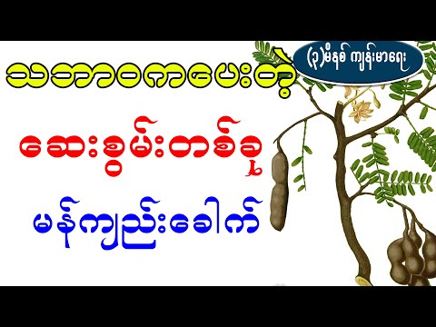 သဘာ၀ကပေးတဲ့ ဆေးစွမ်းတစ်ခု မန်ကျည်းခေါက် ၊ BENEFIT OF TAMARINDUS TREE