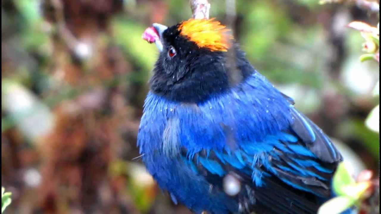 Golden-crowned Tanager- Iridosornis rufivertex- Bogota Birding