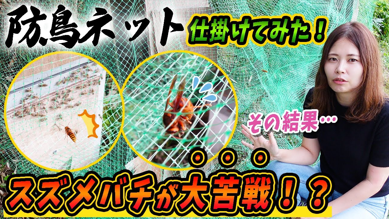 1cmの防鳥ネットはキイロスズメバチ対策になるのか？