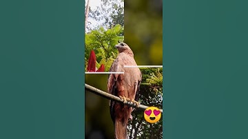 Before and after photo editing 😇#shorts  #edit  #editing #lightroom #snapseed #nature #photography