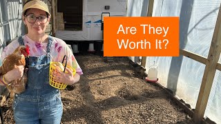 How Much Money Can You Make Selling Eggs