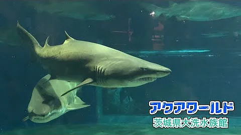 サメ飼育 Mp3