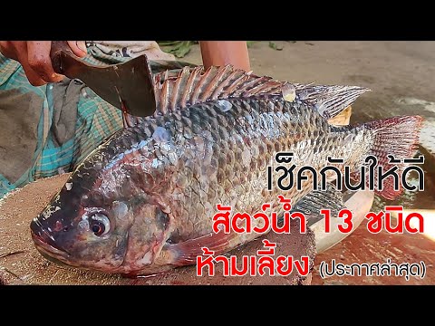 เช็คกันให้ดี สัตว์น้ำ 13 ชนิด 'ห้ามเลี้ยงในไทย' ประกาศล่าสุด