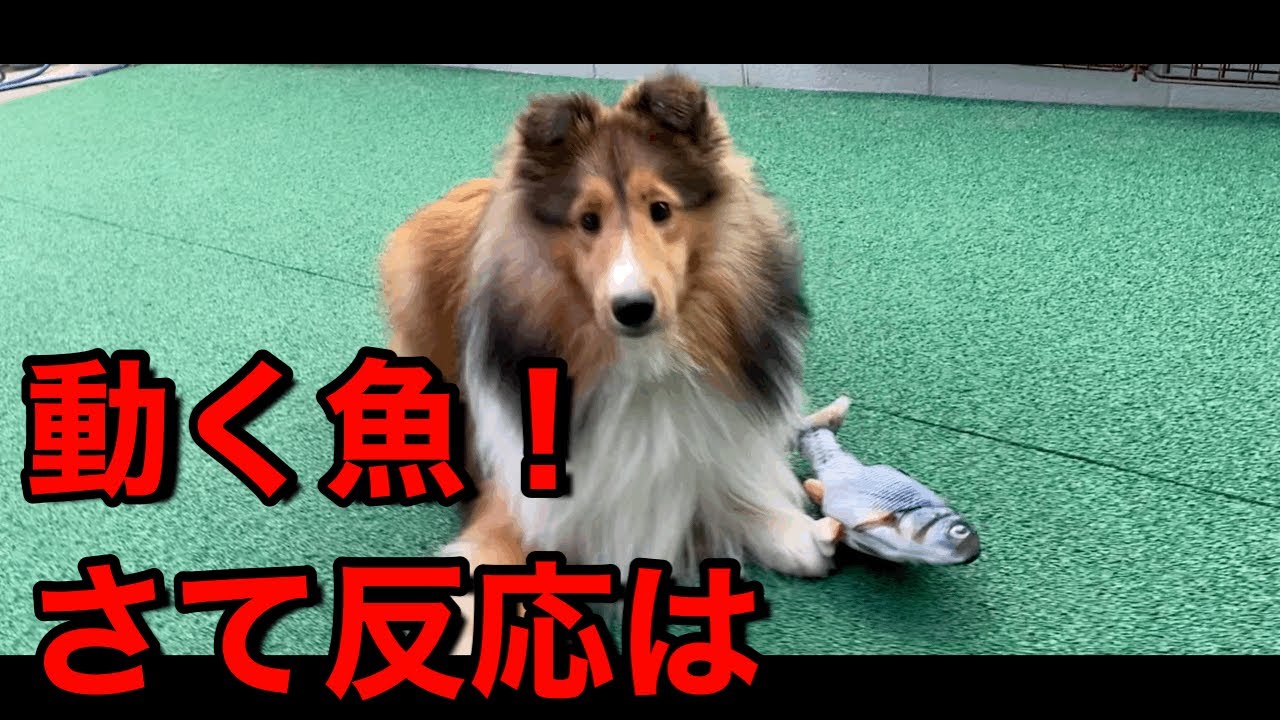 動く魚オモチャで犬の反応は Youtube 動く魚オモチャで犬の反応は Youtube
