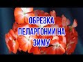 Обрезка пеларгонии на зиму (видео № 4).