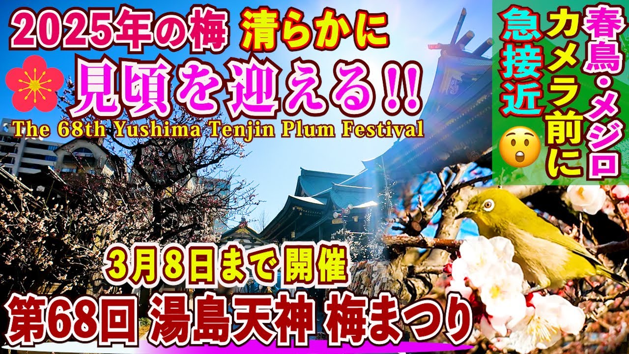 湯島天神・梅まつり2025】300本の梅が満開‼️40万人が訪れる学問の神様