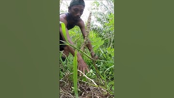 Harvesting cassava part 491 #shorts #farming #cassava #nature  #cassavaroots #cassavafarming