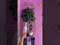 Reset my home salon with me