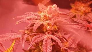 Weekly Perpetual Multi Strain Flower Room Update Coco/DWC