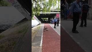 Angry ducks in a spat 🦆🦆🦆