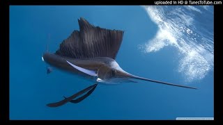 Tama Music - Ivo Walawa