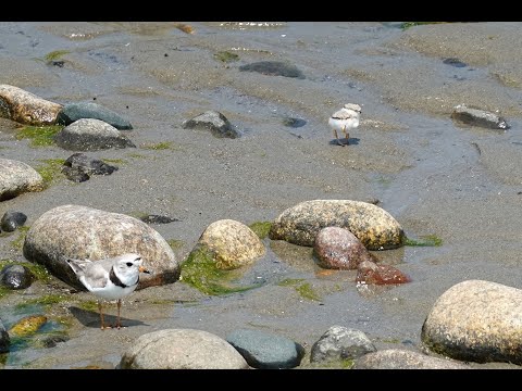 South Coast of Massachusetts Piping Plovers