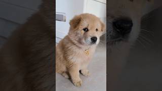 A dog that jumps whenever it pleases. Confusing behavior of animals. Funny and adorable pet.