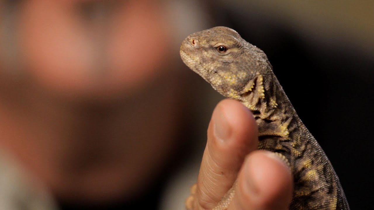 4 Care Tips for Spiny-Tailed Lizards | Pet Reptiles - YouTube