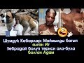 Шумдук Кабар: Зебрадай ала - була болгон Адам | Маймылды багып алган Ит  | Акыркы Кабарлар