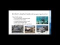 Daphne shen presents  behavioral response of diving northern elephant seals