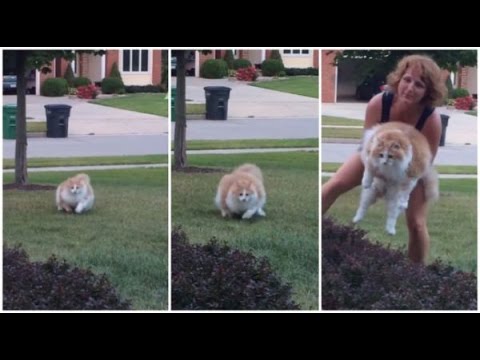 funny-fat-cat-running-from-owner-and-alan's-laugh